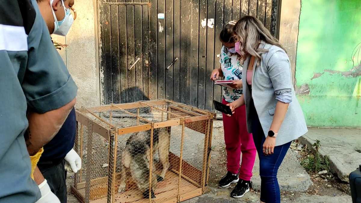Sólo se logró la liberación de 13 felinos y tres perros.