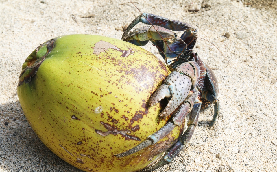Cangrejo de los cocoteros (shutterstock)