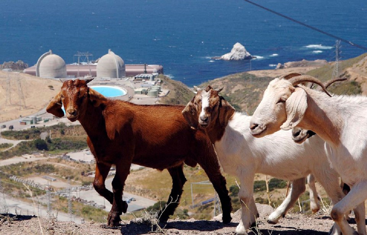 Rebaño de cabras camina por una ladera sobre la central nuclear de Diablo Canyon. | REUTERS