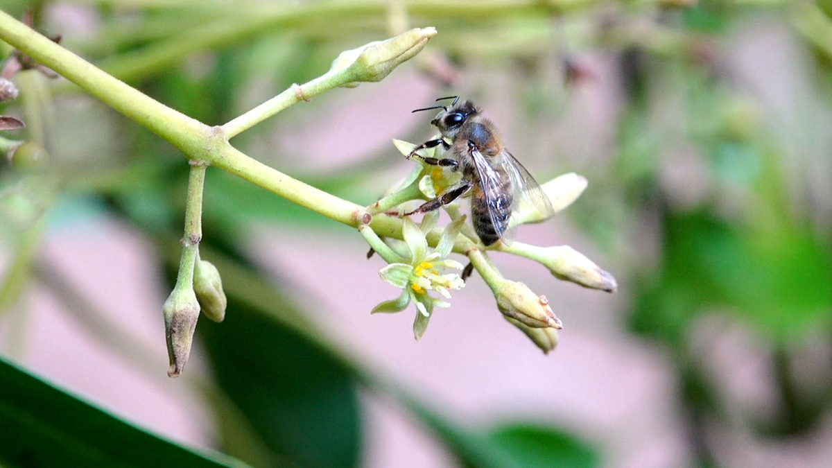 Abejas y aguacates en Michoacán | Conexión Milenio