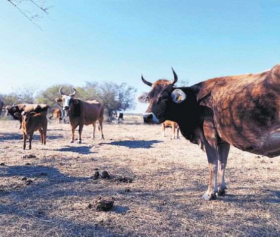 Al no haber lluvias, no crece la hierba, provocando que los animales no se desarrollen de manera correcta. Víctor González