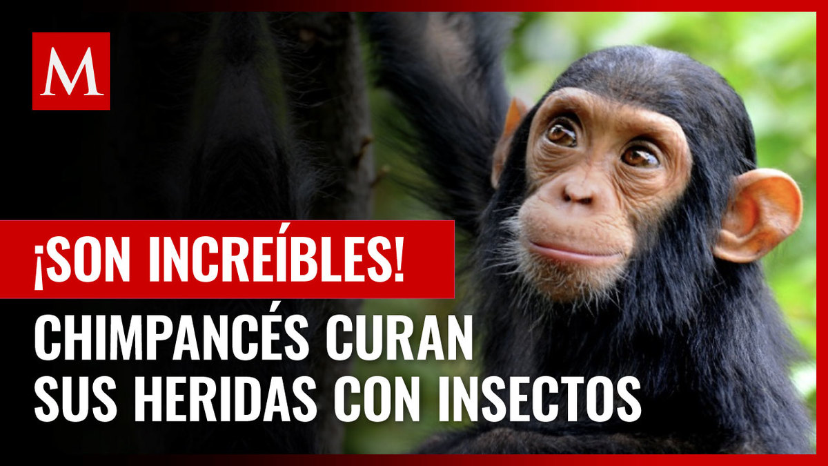 Científicos investigan a chimpancés que tratan heridas a través de insectos en Gabón