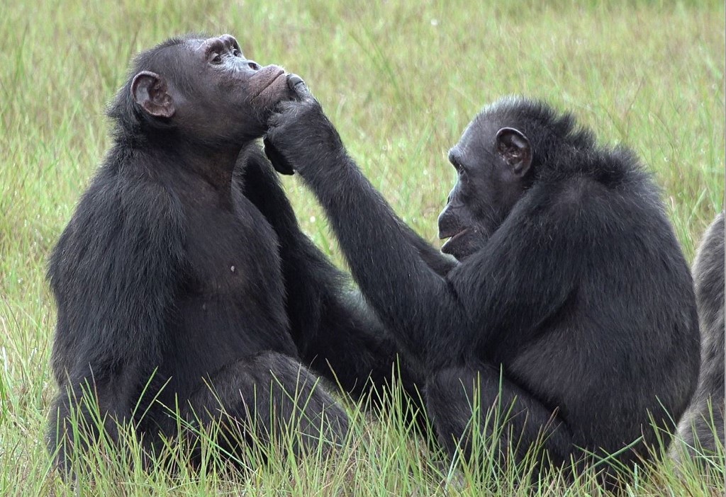 El comportamiento de los chimpancés en Gabón acaparó la atención de los expertos. | AFP