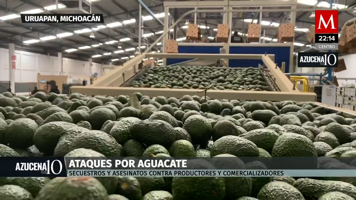 El aguacate provoca sequía en Michoacán