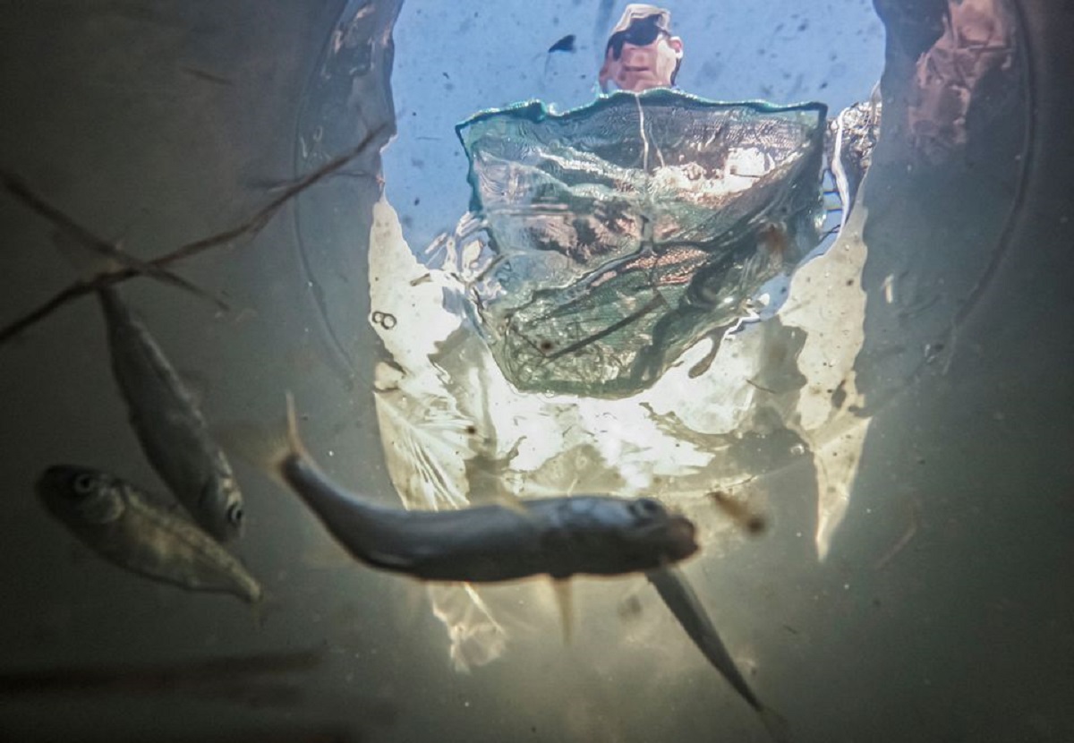 Protección de salmones en California. | REUTERS