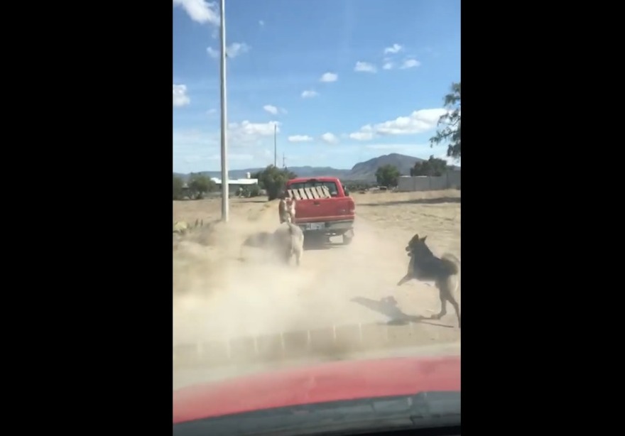 Arturo Islas, denuncia maltrato animal en Zempoala Hidalgo (Especial)