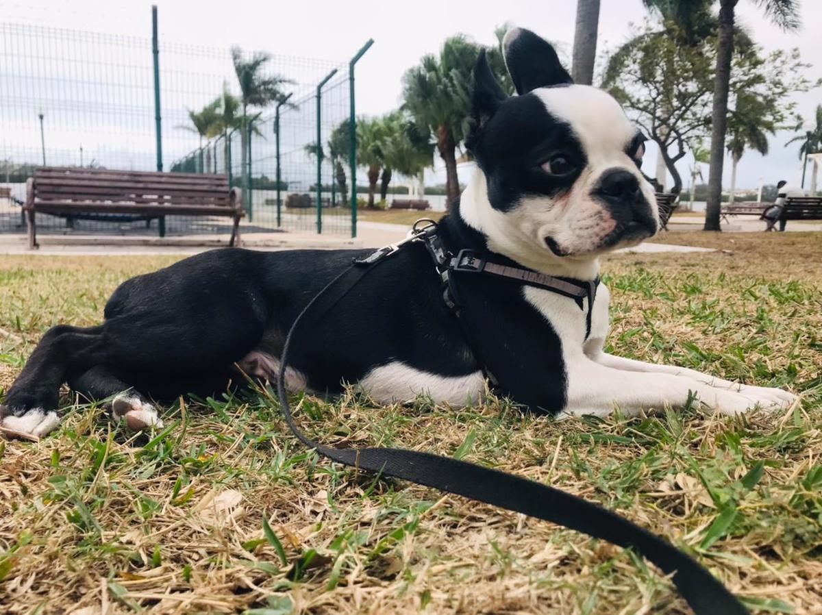 Dejan a mascotas expuestas a bajas temperaturas