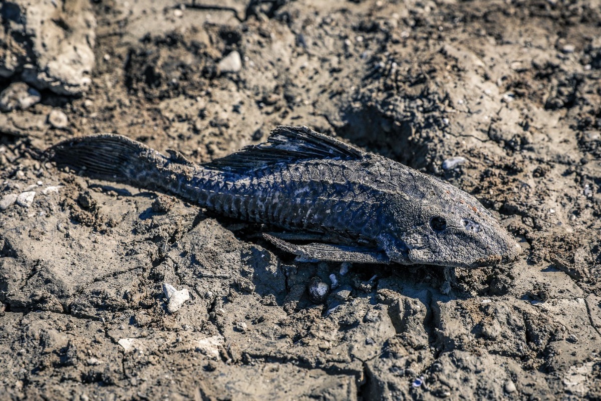 Especie Hypostomus Plecostomus, conocidos como “Pez Diablo”. Foto: Especial.