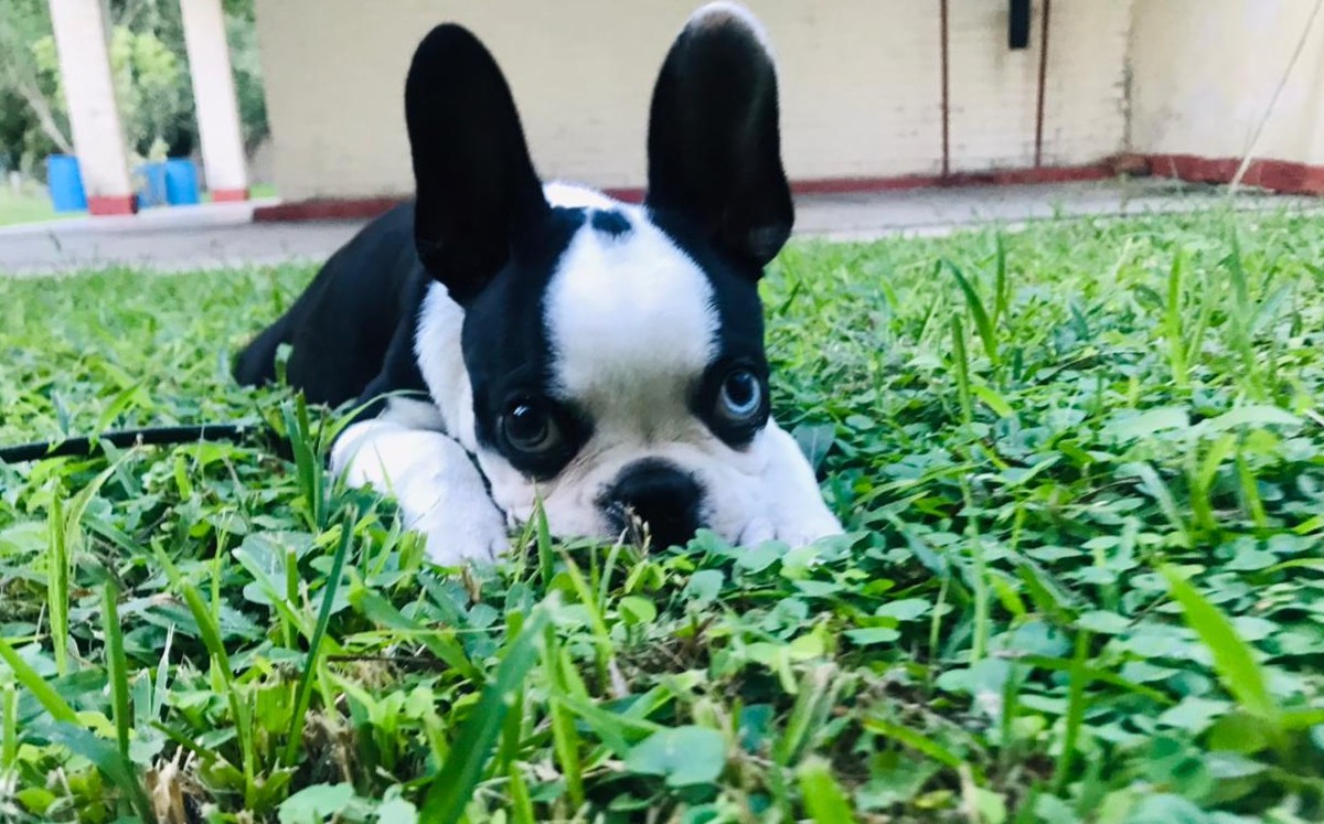Exponen a mascotas al frío