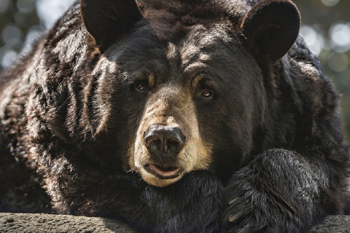 El oso Ranger en 2018. | Los Angeles Zoo vía AP