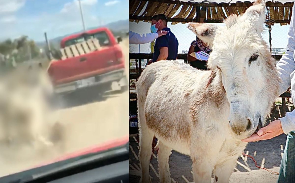 Rescatan a burro maltratado en Zempoala