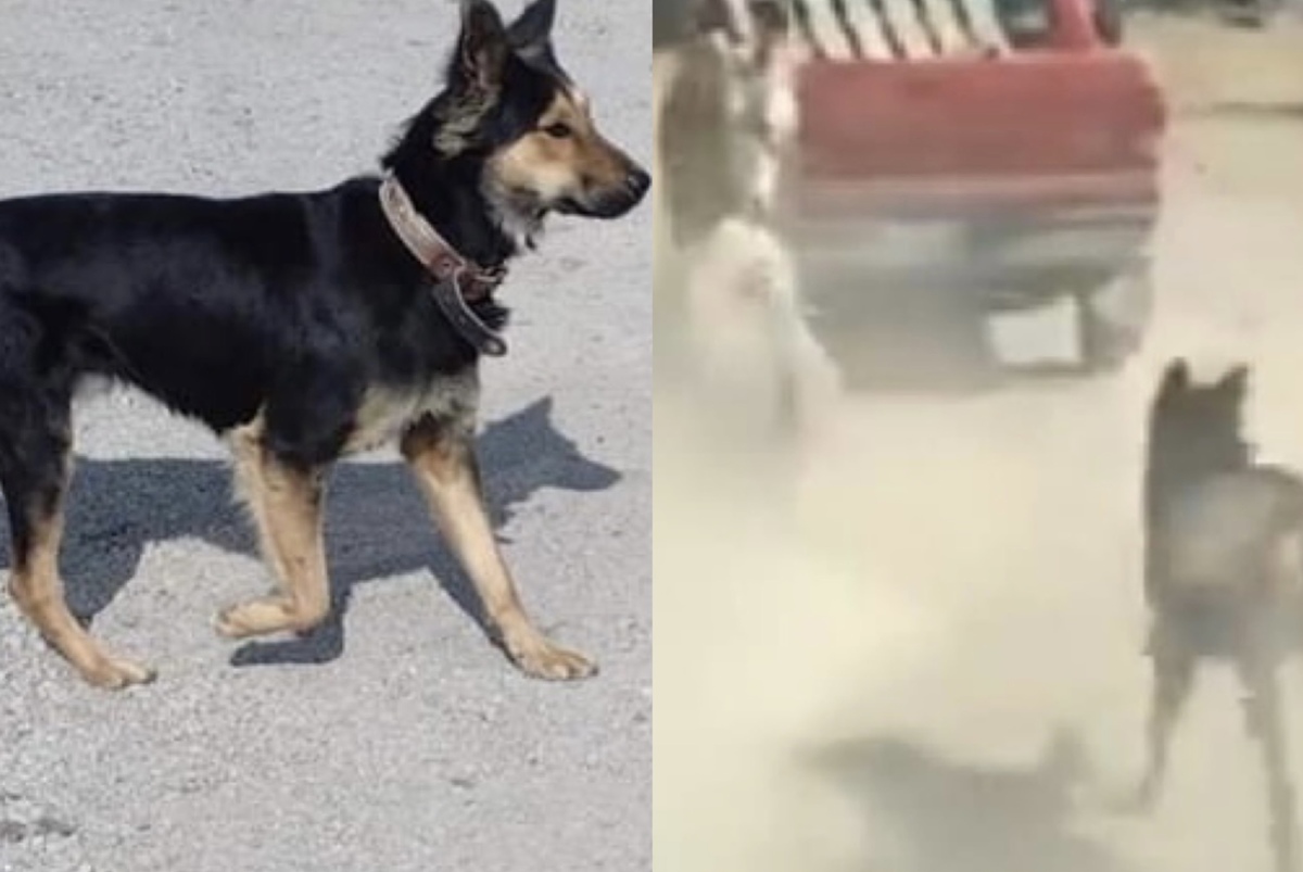 Se busca a bambú en Zempoala.