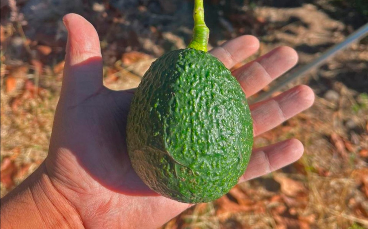 Exportación de aguacates| Especial