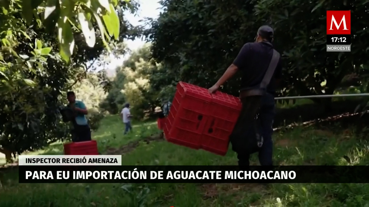 Aguacate. Activan protocolos de seguridad por suspensión de envíos