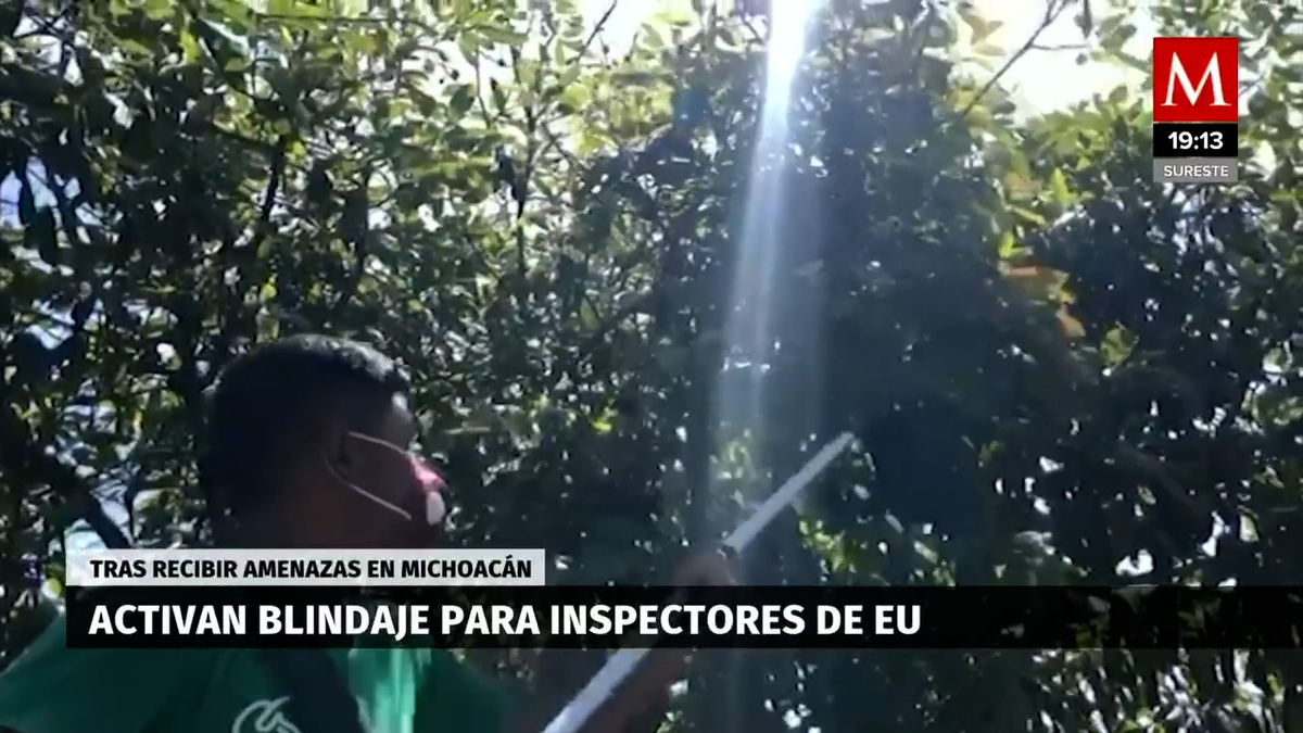 EU frena boom en exportaciones de aguacate mexicano y afecta empleos