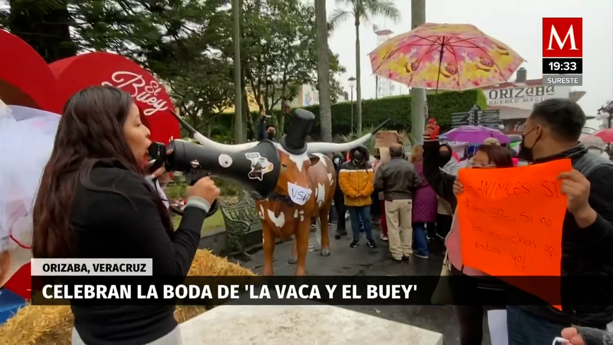 En Veracruz, animalistas interrumpen boda de vaca y buey