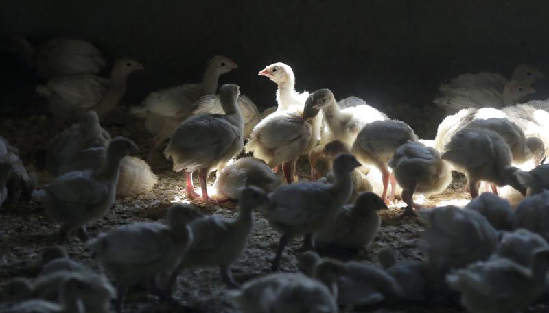 Alerta en granjas avícolas en EU por caso de gripe aviar