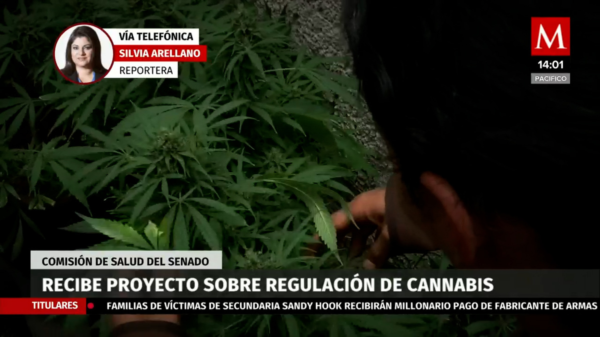 La Comisión de Salud recibe dictamen sobre regulación de cannabis