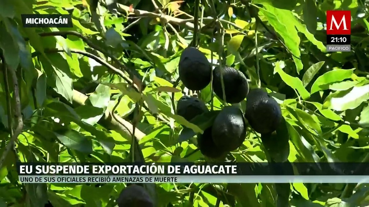 Michoacán inicia diálogo para reactivar exportación de aguacate a EU