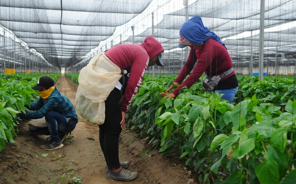 La Asociación Mexicana de Horticultura Protegida apoyará a sus agremiados a poder estudiar. | Especial