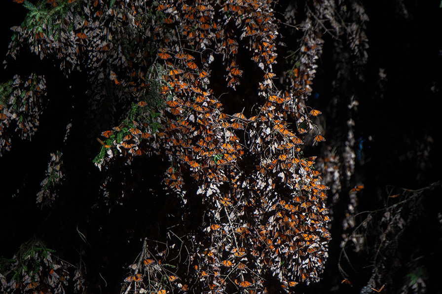 Además, tienen la avidez de seguir vigilando y reforestando el santuario de la mariposa monarca. | AFP