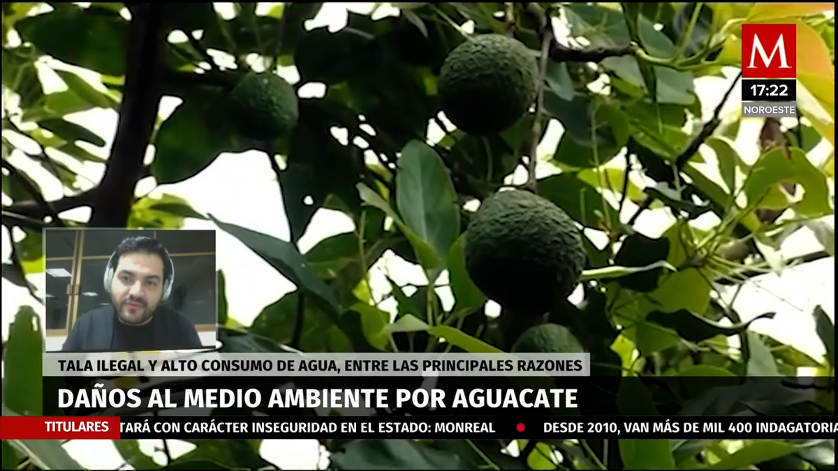Cultivos de aguacate generan un gran daño al medio ambiente
