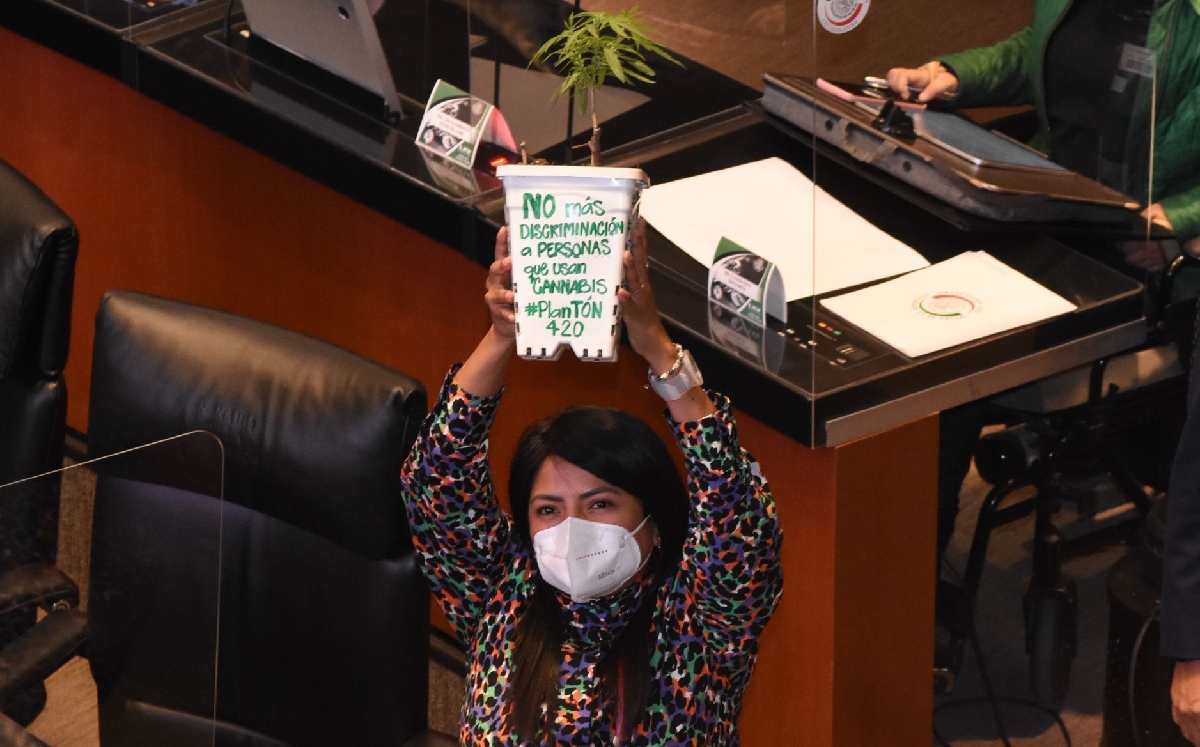 La discusión sobre la regularización del cannabis se retomó en el Senado. | Cuartoscuro