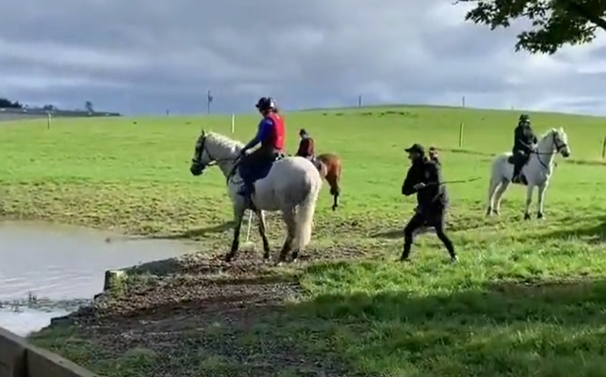 Entrenador campeón olímpico, suspendido tras golpear a un caballo (Especial)