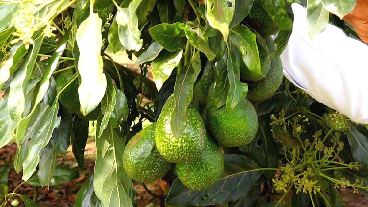 Exportación de aguacate no está bloqueada, aclara Departamento de Agricultura de EU