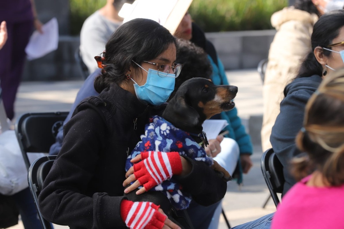 Jornadas de esterilización a animales | Especial
