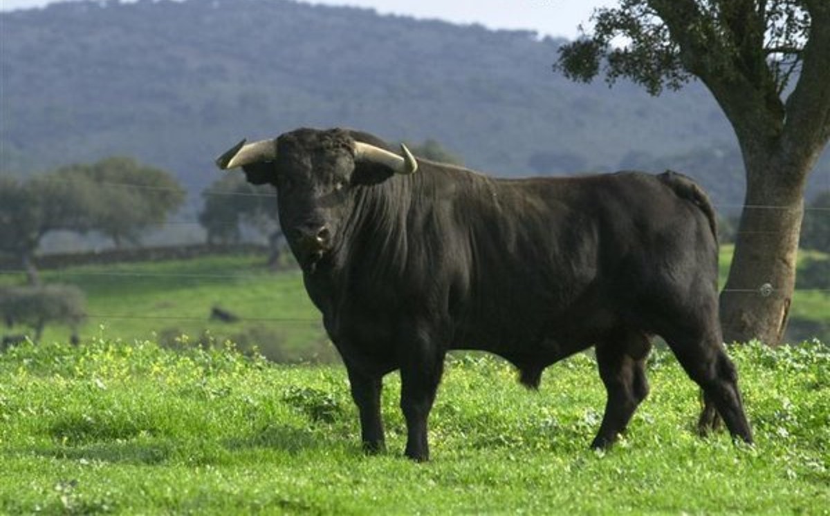 Toro de montaña (Especial)