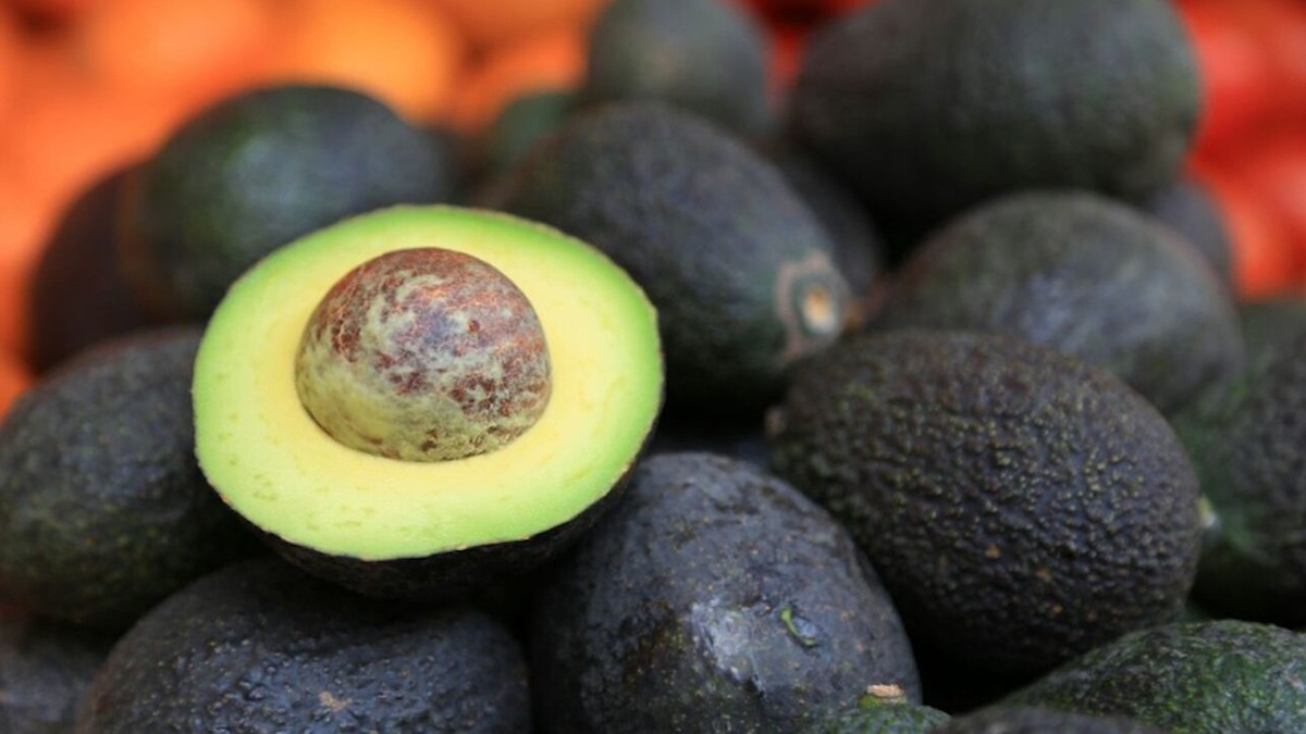 Por freno en revisión, aguacate se escasea en anaqueles de EU