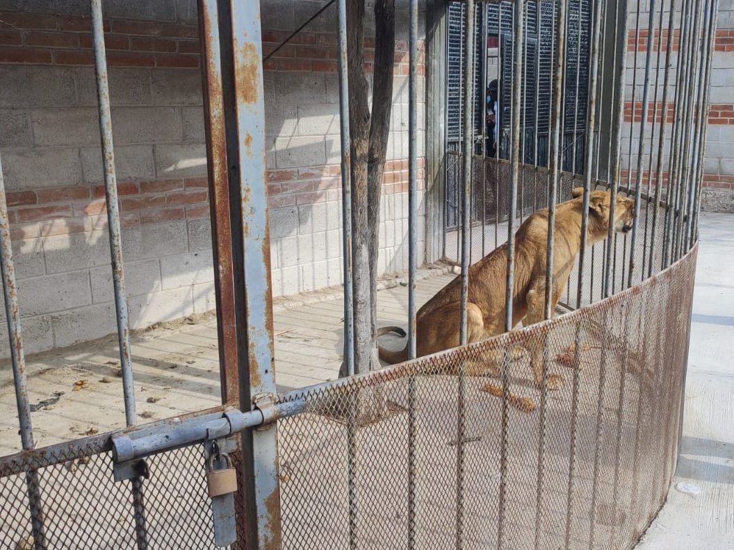 León es rescatado en Hidalgo. (Twitter)