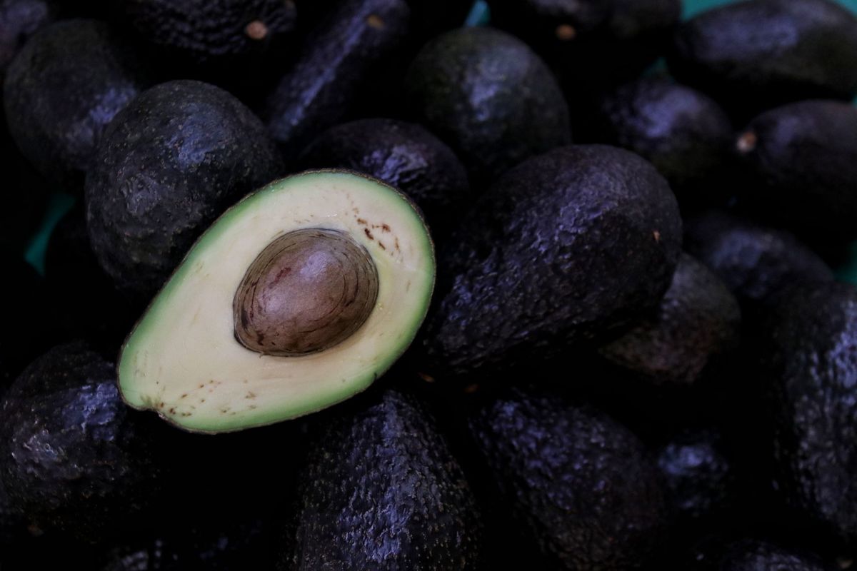 México produce 30% de todo el aguacate a nivel mundial. (Cuartoscuro)