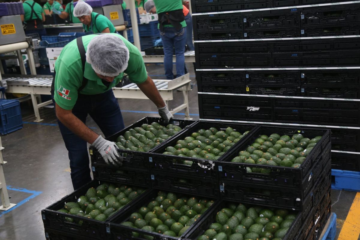 Productores de aguacate. (Cuartoscuro)