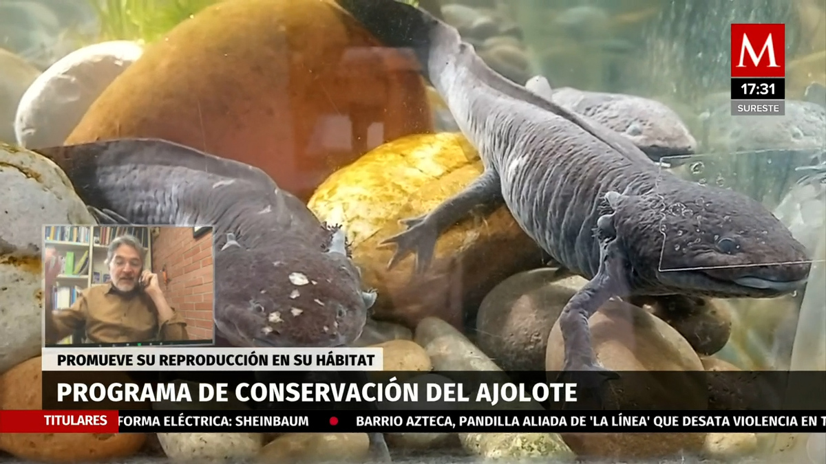 Proyecto 'Chinampa Refugio' para la preservación de los ajolotes