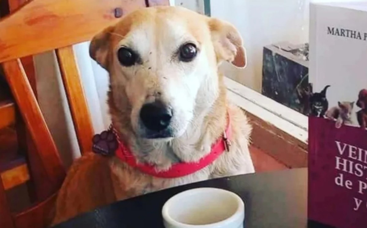 El perro se volvió viral. (Twitter)