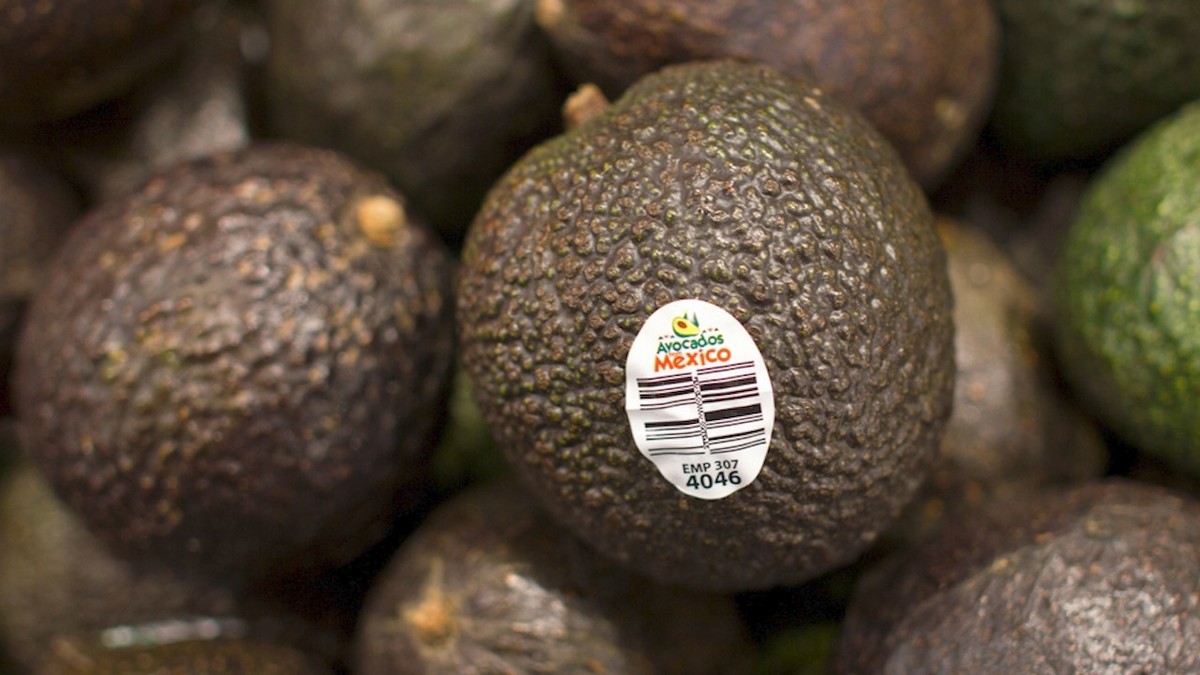 EU reanuda inspecciones de aguacate en Michoacán