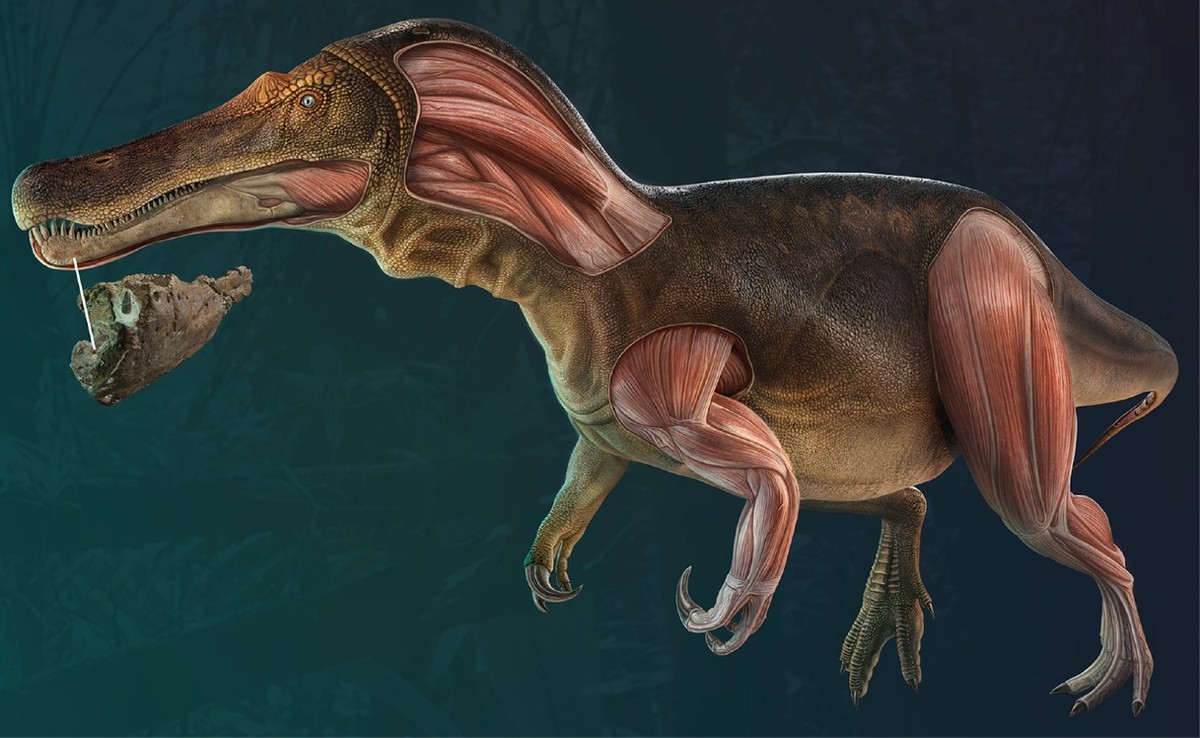 Los restos del dinosaurio fueron hallados en Portugal | Especial