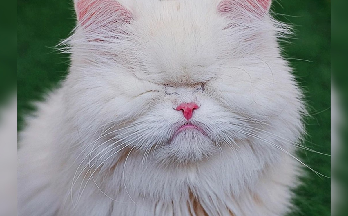 Esta gatita tiene miles de seguidores en TikTok (Instagram).