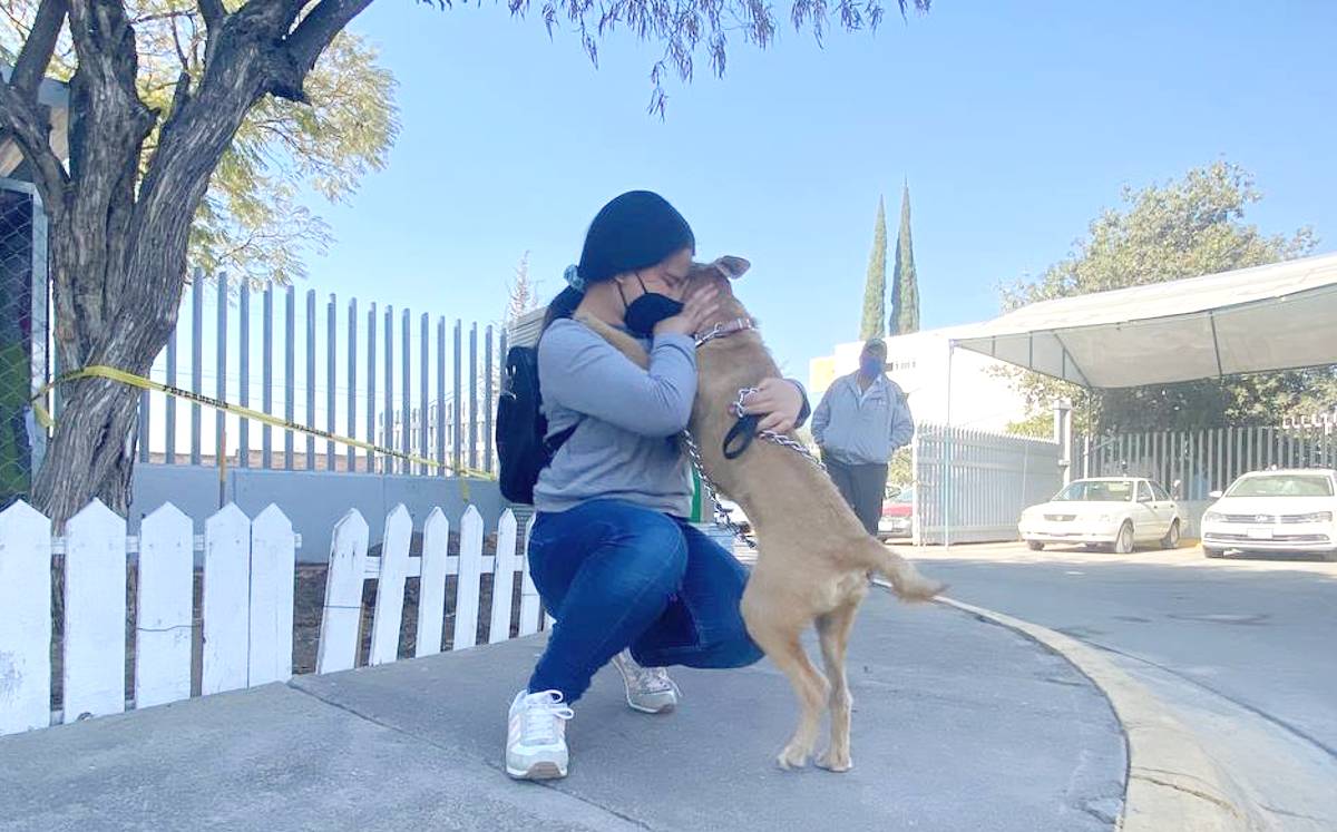 El perro estuvo perdido por dos semanas en la ciudad de León.-