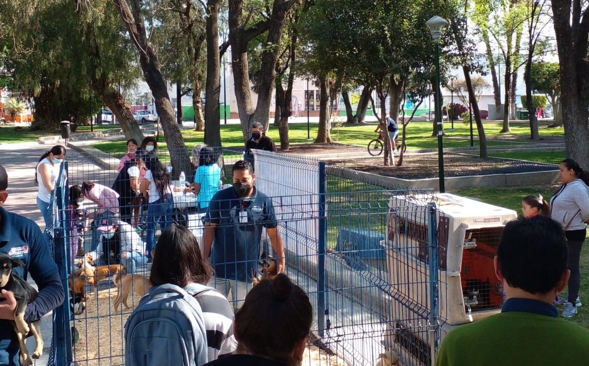 Adoptón realizado por el Centro de Control y Bienestar Animal de León / Foto: RS Salud Municipal