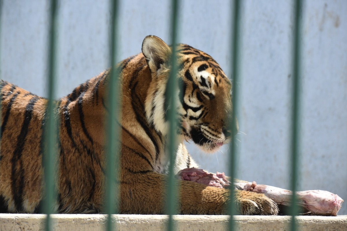 Animales que fueron parte de circos tienen un espacio seguro en Tizayuca