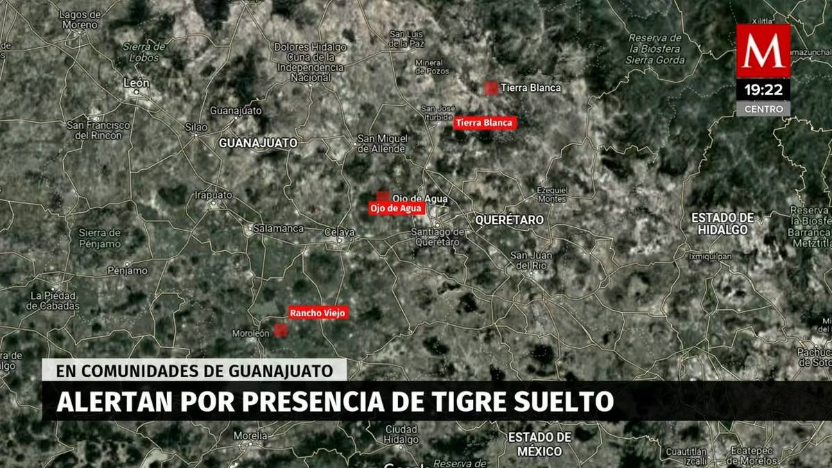 Alertan por presencia de tigre perdido en comunidades de Guanajuato
