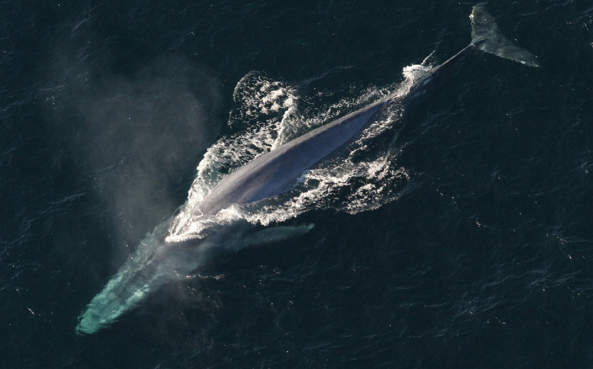 Los beneficios de los corredores azules protegidos se extienden mucho más allá de las ballenas. | Pixabay