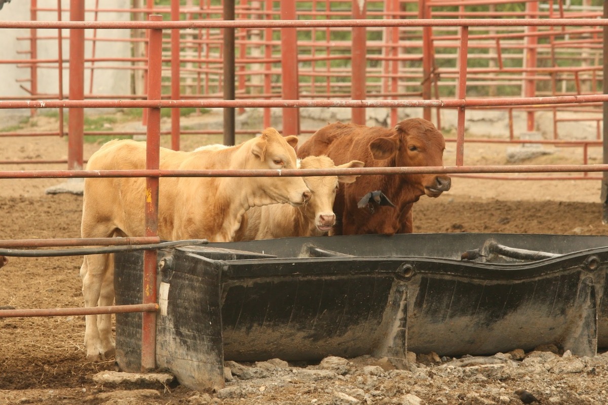 En 2020 Nuevo León contaba con una población de 581 mil 268 cabezas de bovinos para carne y leche. Foto: Roberto Alanís/Archivo.