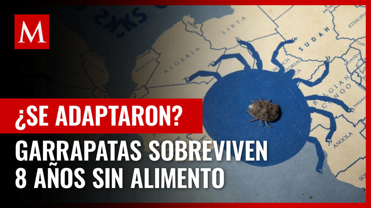 Garrapatas africanas sobreviven ocho años sin alimentarse: experto