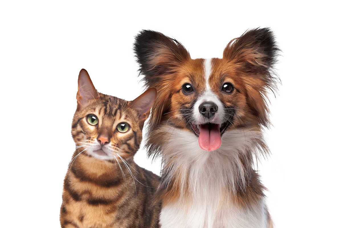 mascotas