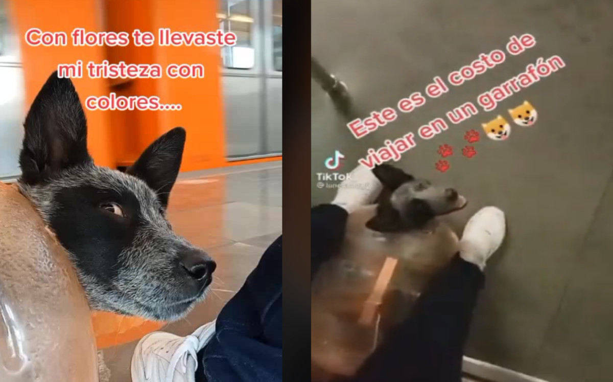 Perrita viaja en Metro de CdMx en un garrafón |Especial