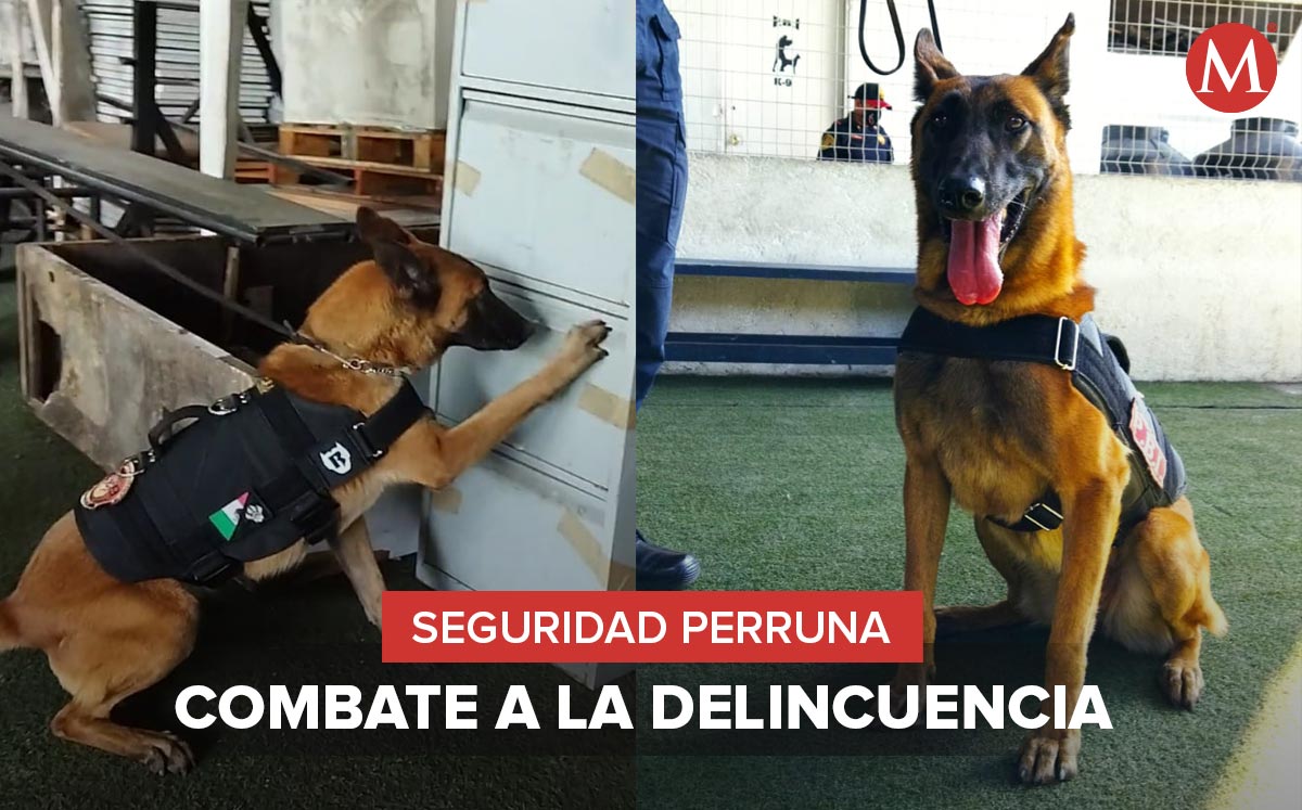 Unidad Canina de la policía de CdMx.